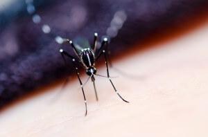 Dark clothing is an attractant for mosquitoes