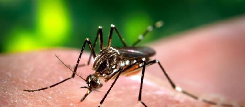 South Carolina’s First Human Case of West Nile Virus This Year