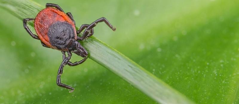 The Tick Control Experts in Gill, Massachusetts