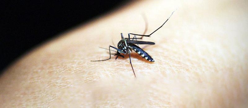 Could There Be a Connection Between a Healthy Gut and Protection from Mosquito-Borne Illnesses?