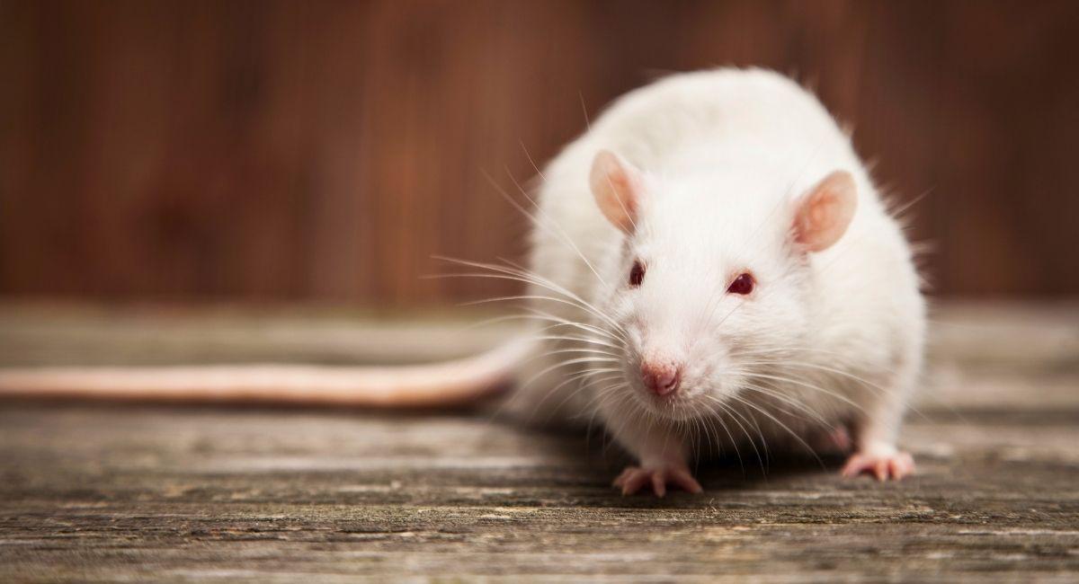 Hantavirus Is in the News, But Have You Heard About Zombie Mice?