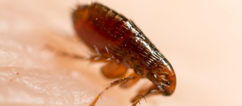 Can You Get Pest Control for Fleas?