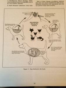 heartworm in dogs