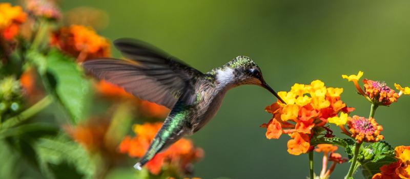 More Mosquitoes, Less Hummingbird Sightings?