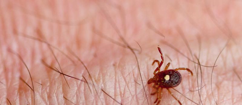 Tick Control is Not Just for Lyme Disease Protection