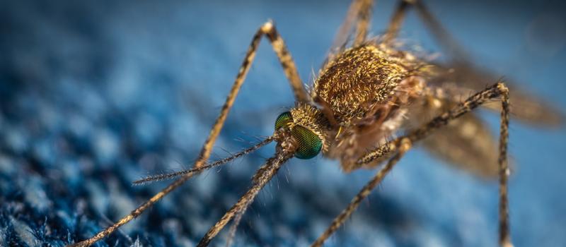 How Do Mosquitoes Target Humans?