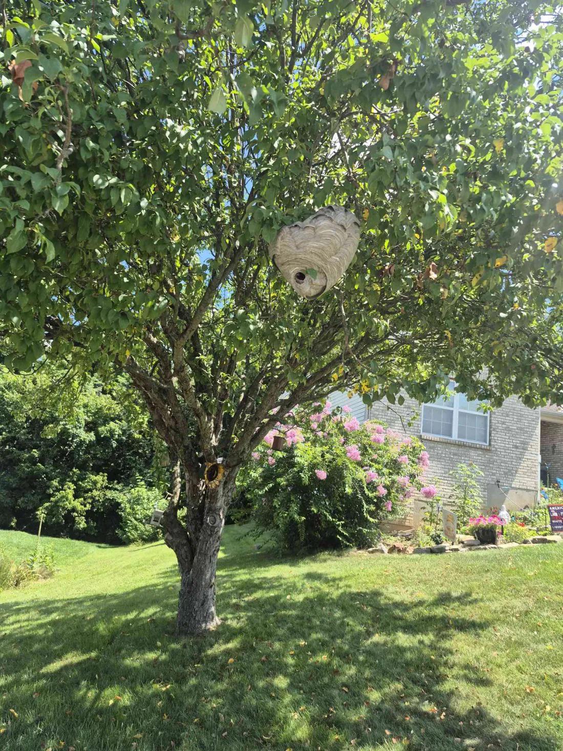 When a Centerville Hornet Nest Is Too Low to Leave Alone