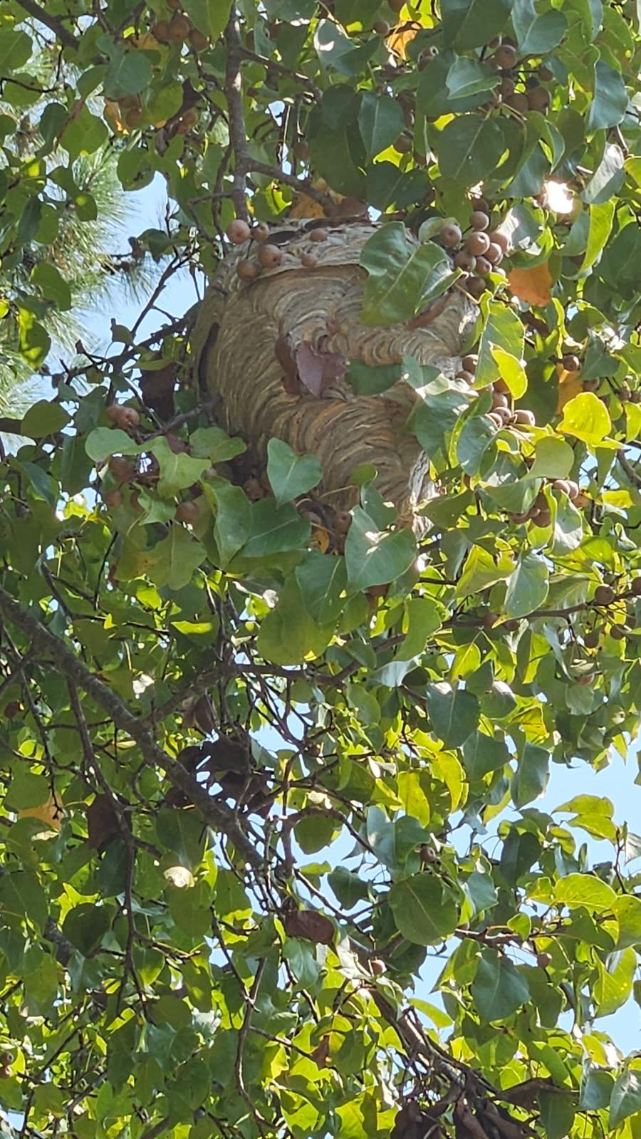 Hornet Removal in Chattanooga Starts with Reading Your Own Yard