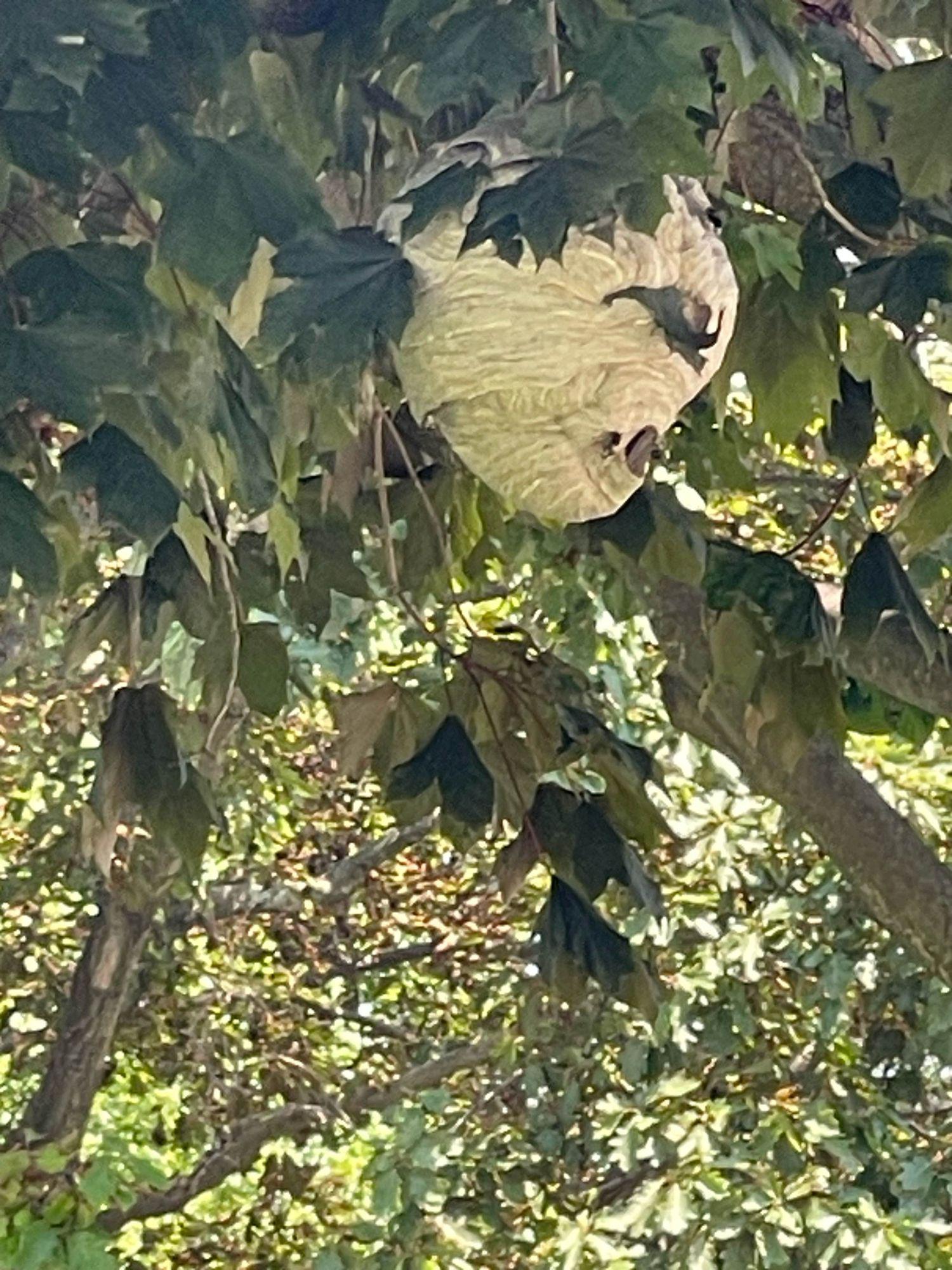 Hornet Removal in Dayton: What Homeowners Should Know