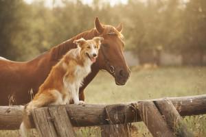 horse and dog 