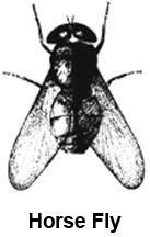 horse fly 