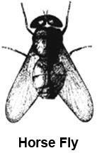 horse fly 