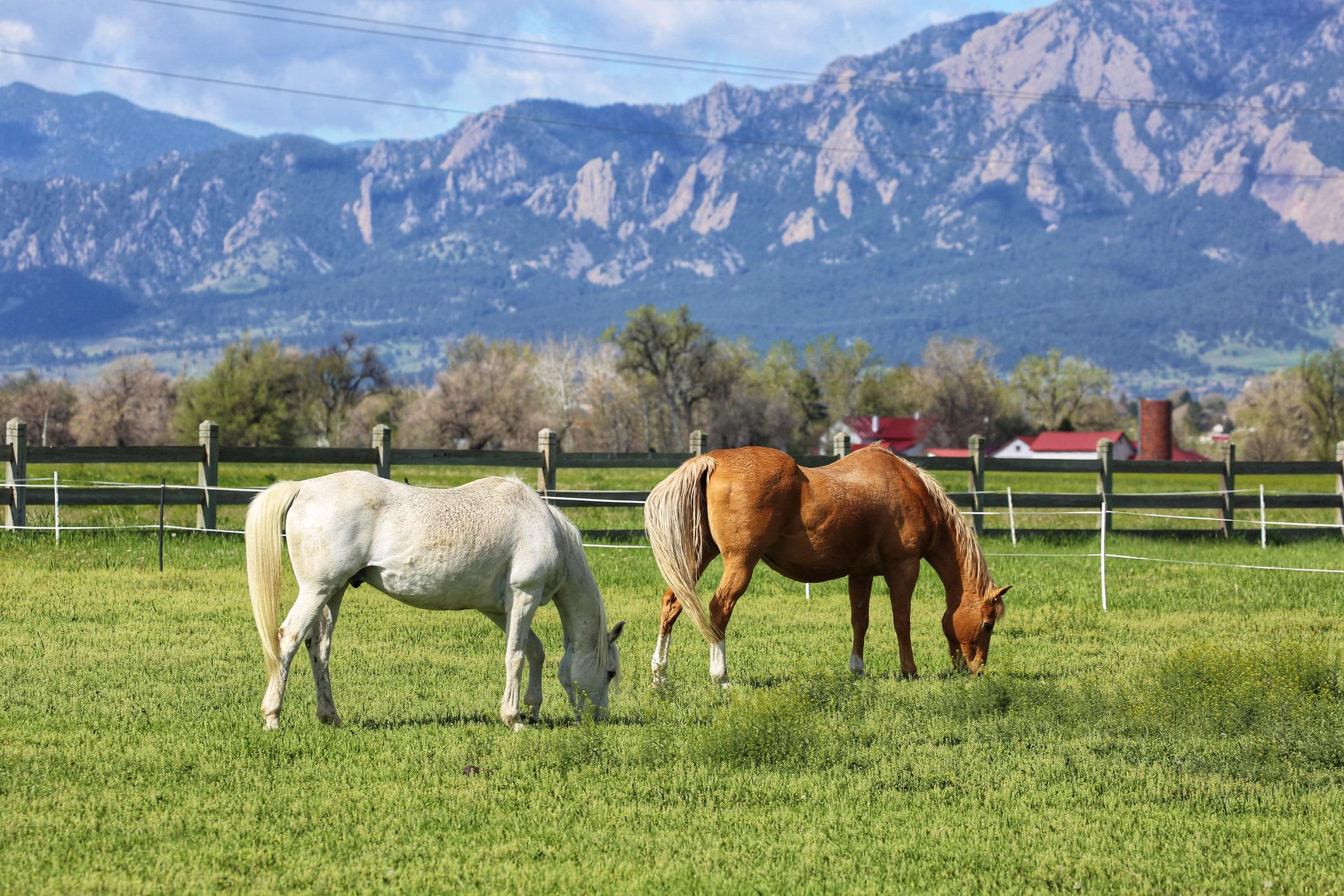 Horses grazing with the Colorado farmland and mountains in the background 