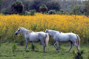 Protect your horses from Easter Equine Encephalitis