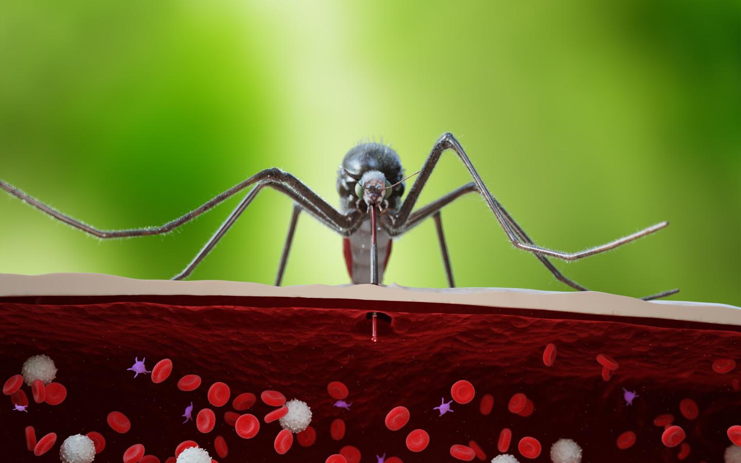 mosquito on skin
