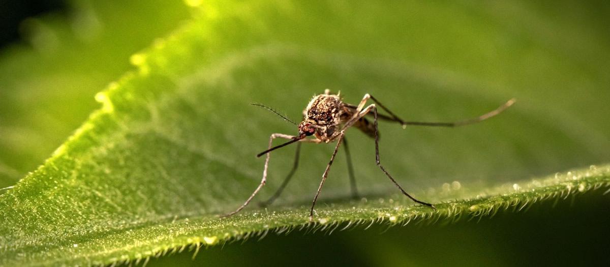 How Do I Get Rid of Bugs Outside My House?