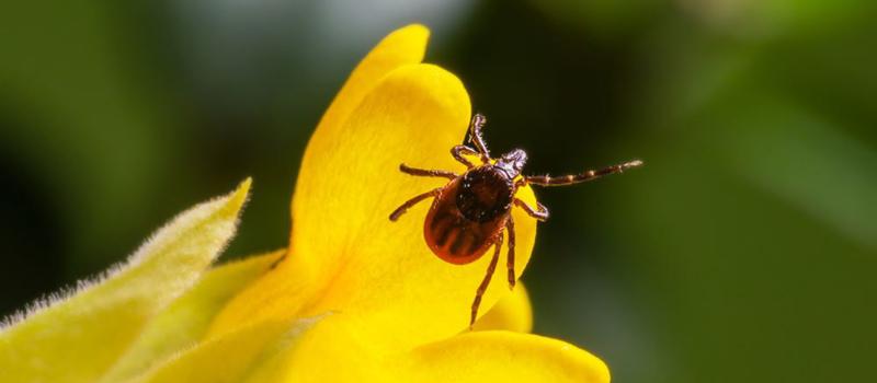 How do I rid my yard of ticks?