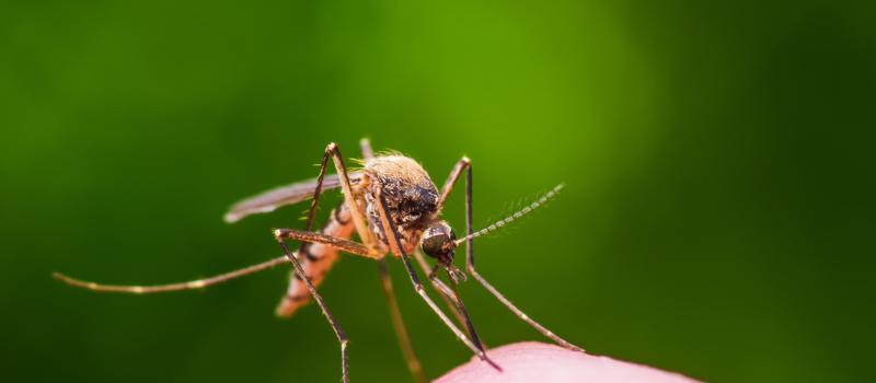 How Do Professionals Get Rid of Mosquitoes?