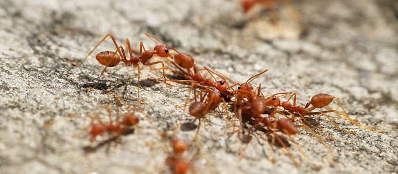 How do you keep fire ants away in Texas?