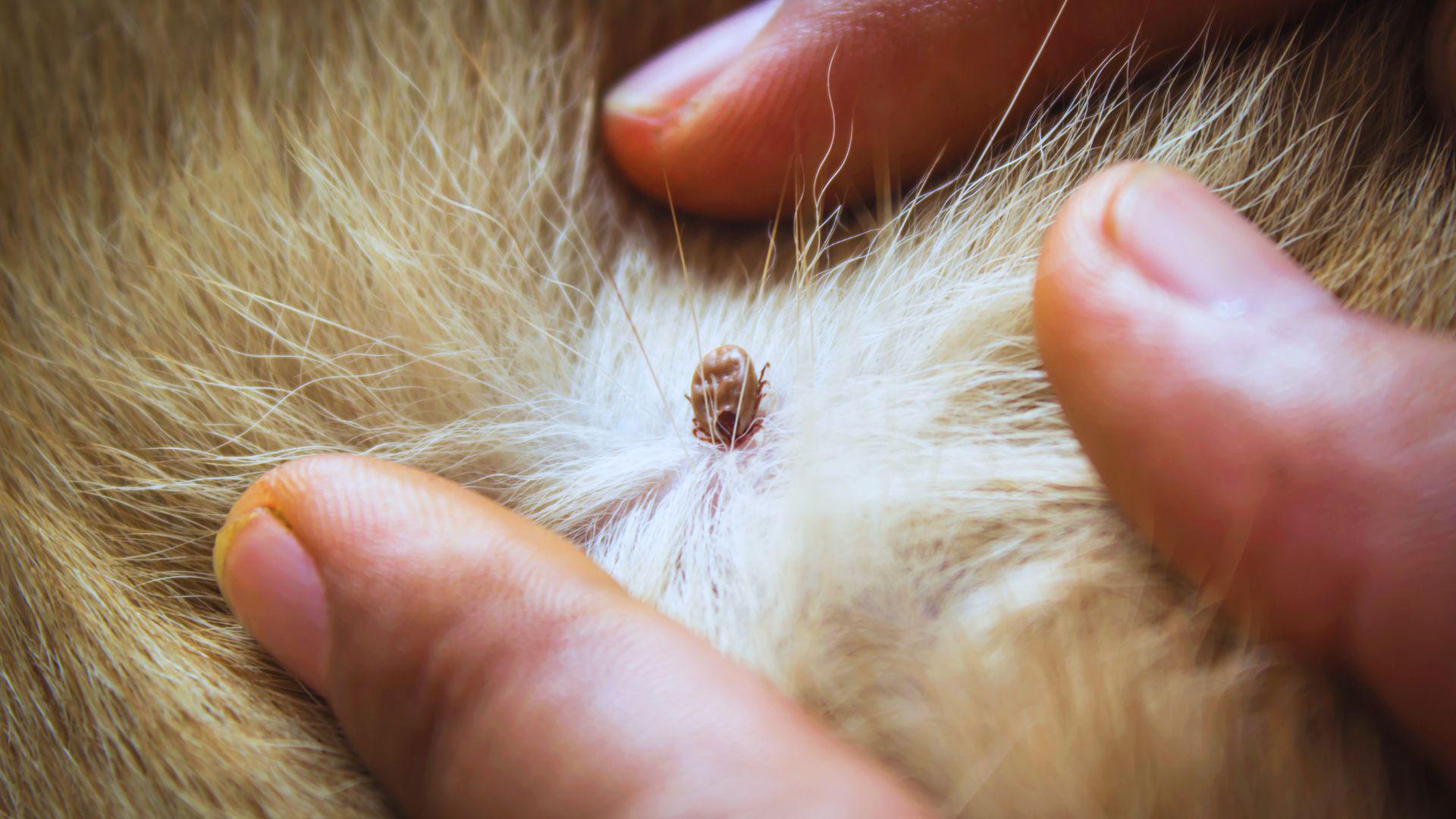 How Long Does It Take for a Tick to Attach?