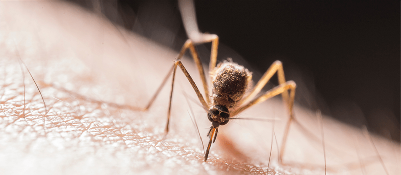 3 Reasons to Think of Long Island Mosquito Control Now