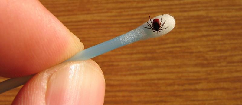 Huntington Tick Control: Because Tiny Ticks are a Big Problem