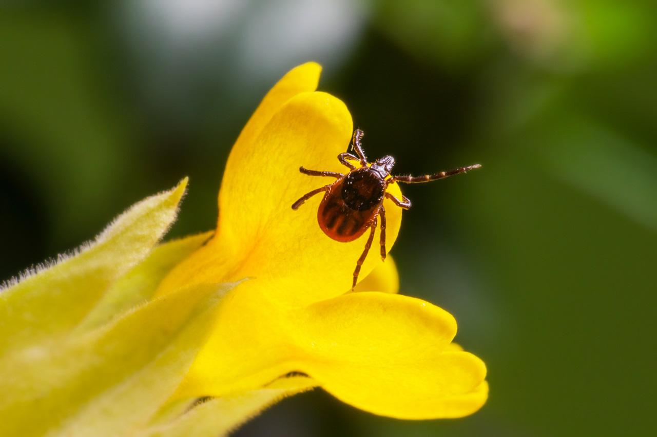 tick on flower