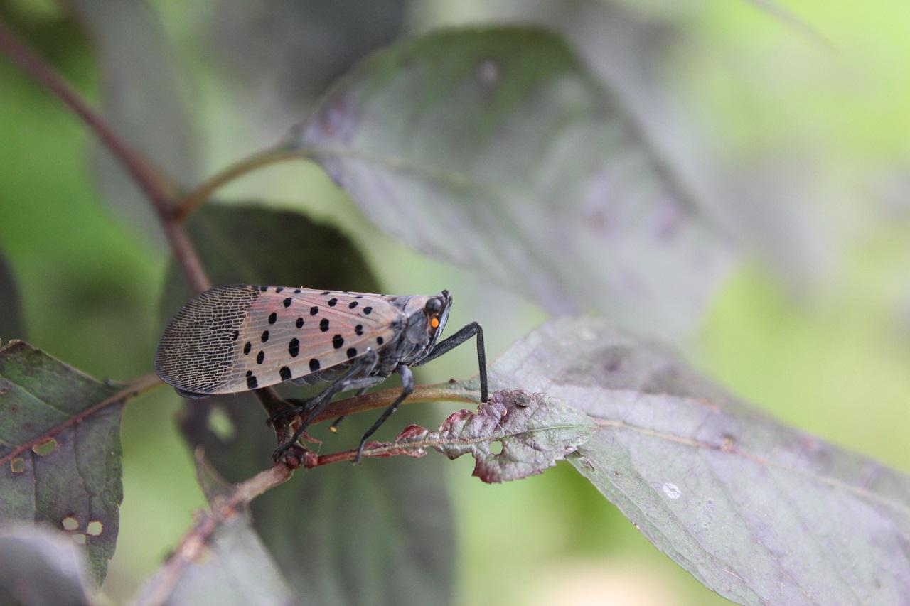 spotted lantern fly