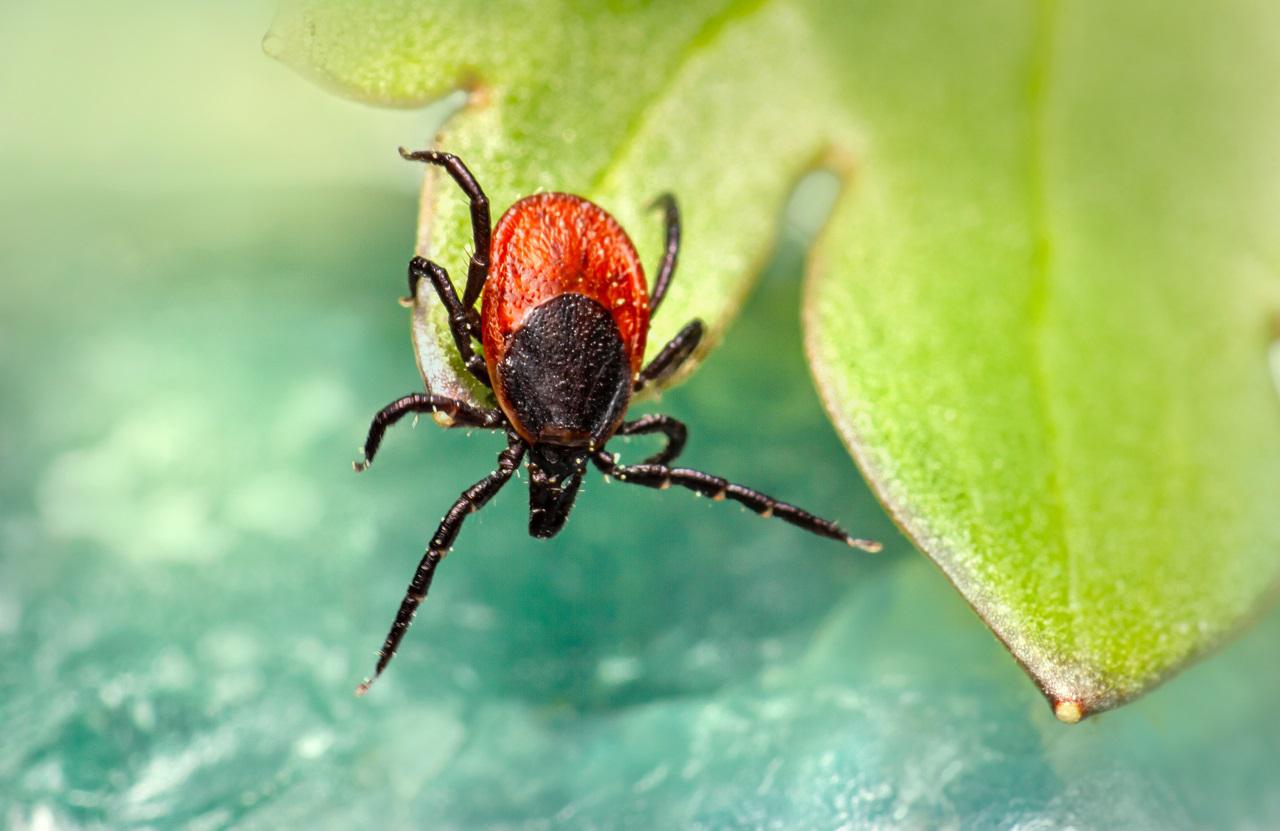 tick on leaf