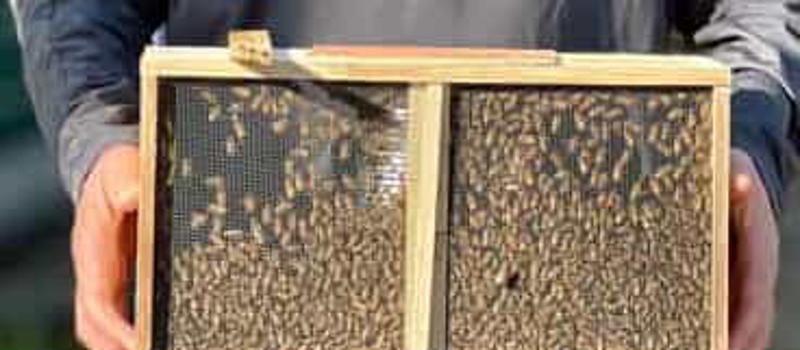 A New Season in Bee Keeping