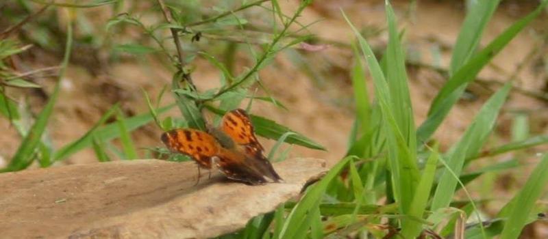 Flowers of the field support pollinators