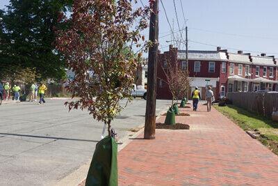 Planted Trees for Mosquito Squad Service Day