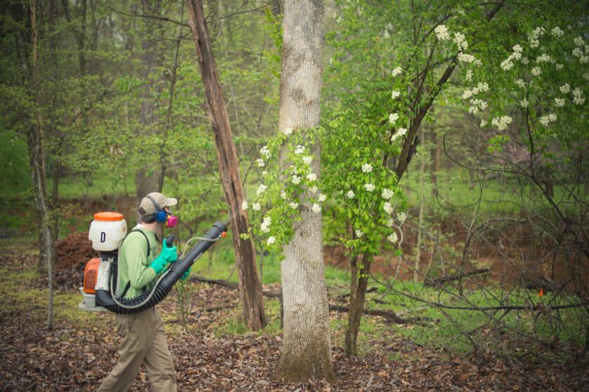 technician spraying trees