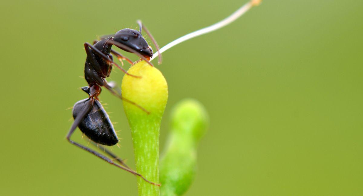 Are There Indoor and Outdoor Ants in El Paso?