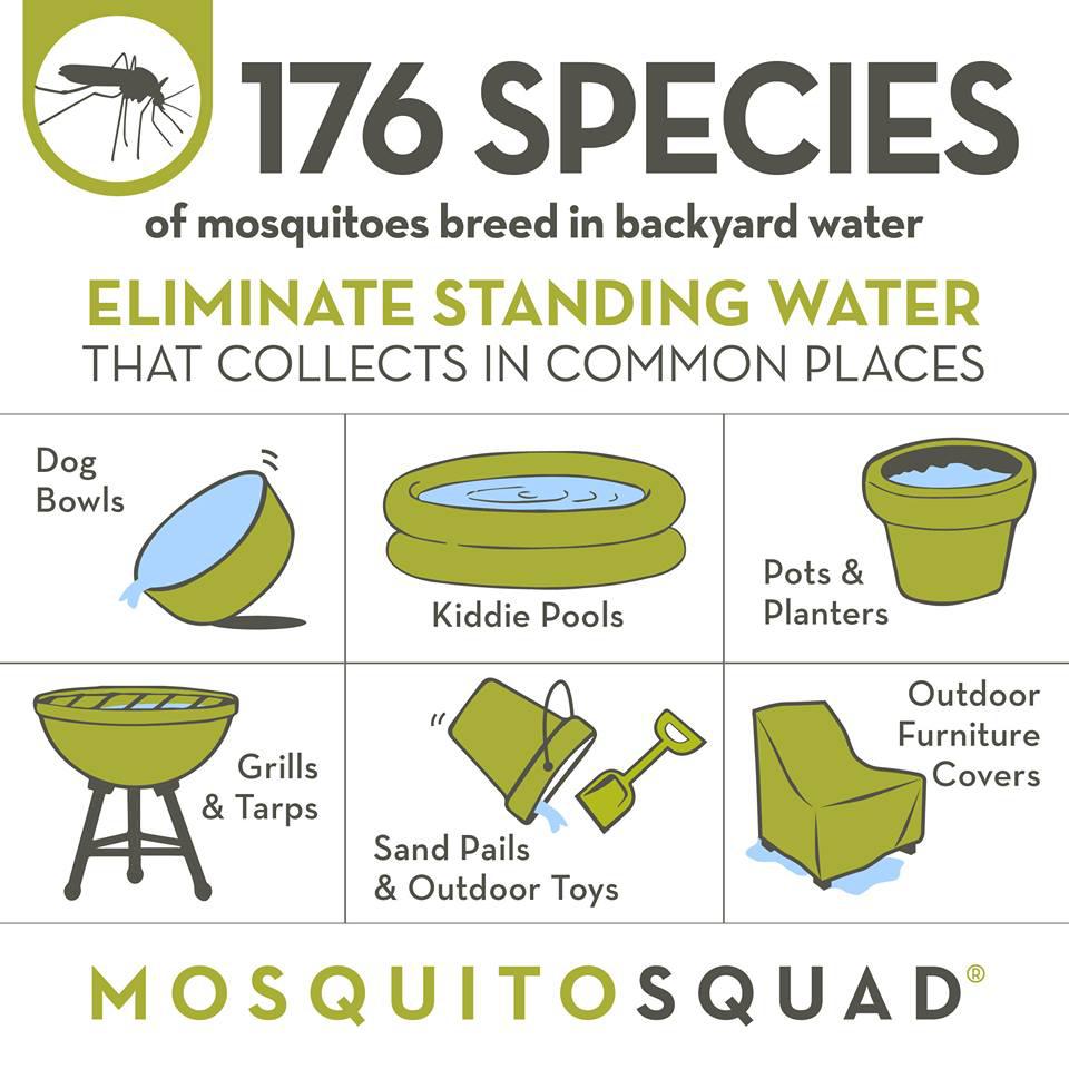 Mosquitoes have 176 species