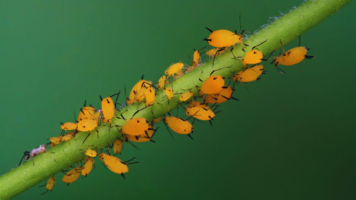Is Insect Control the Same as Pest Control?