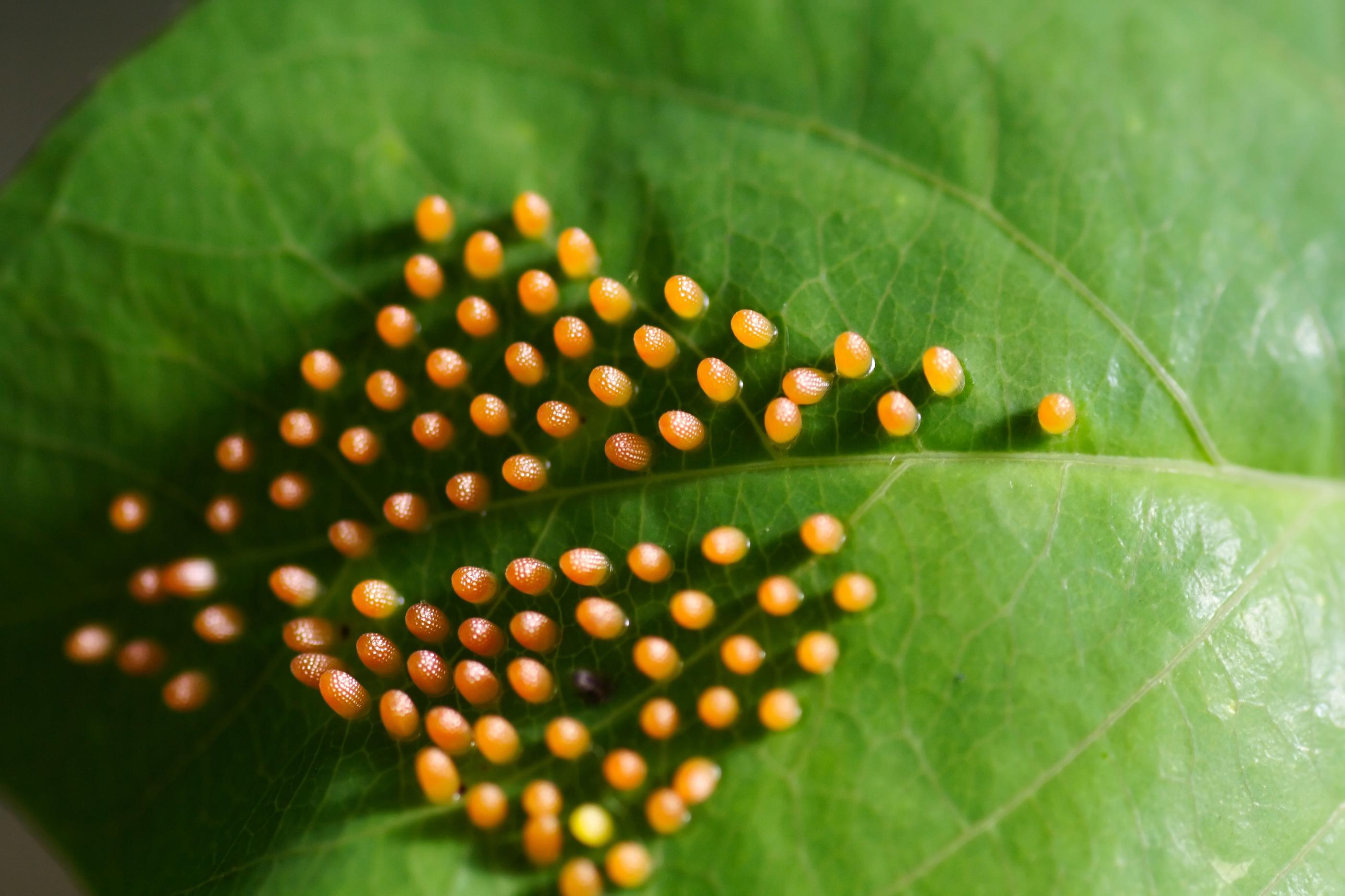 How to Identify Common Insect Eggs on Leaves