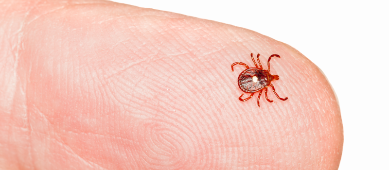 How Long After a Tick Bite Will Symptoms Appear?