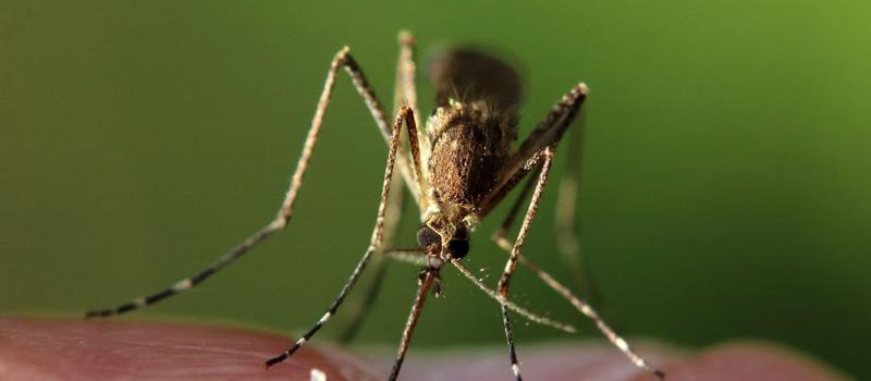 Is There Pest Control for Mosquitoes?