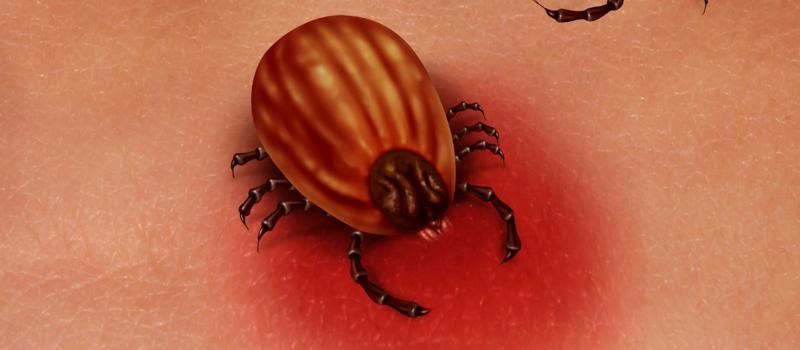 Is a winter tick bite bad in Tennessee?
