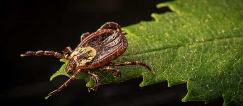 Is the American dog tick and the brown dog tick the same?