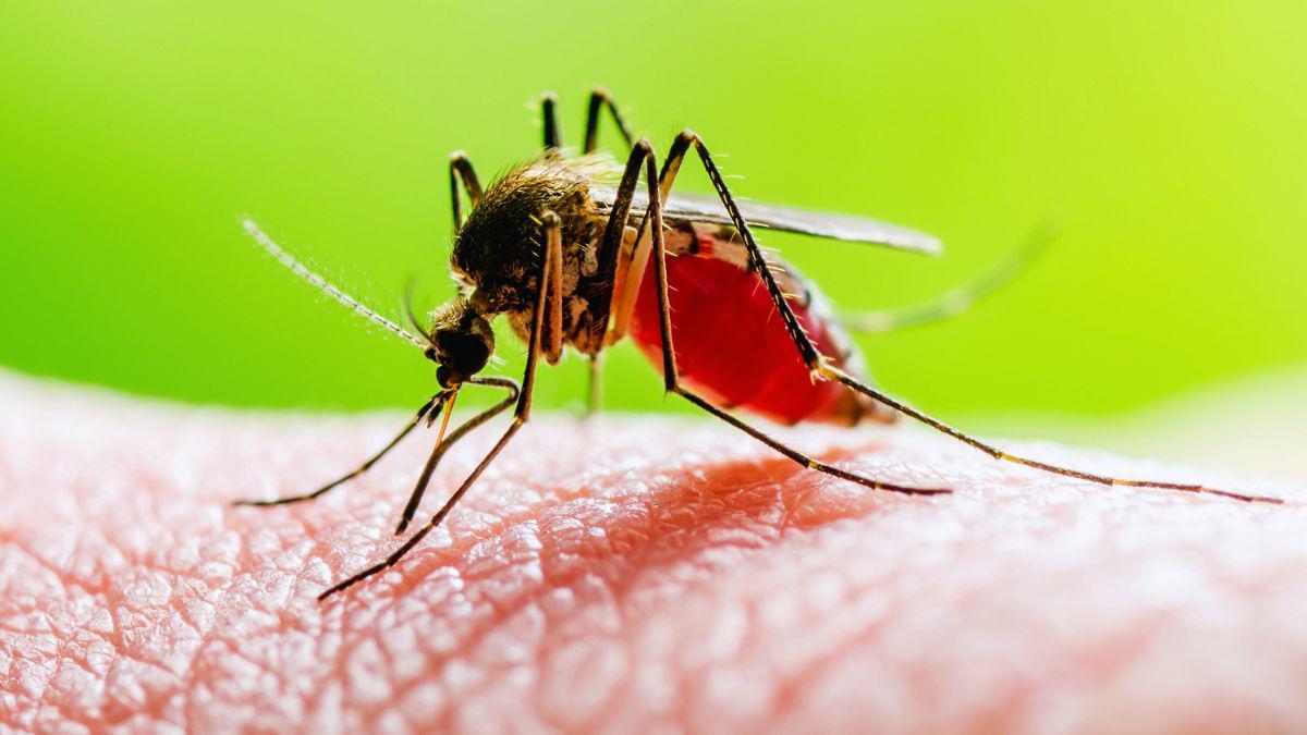 Is Chikungunya a Threat in Greater St. Louis?