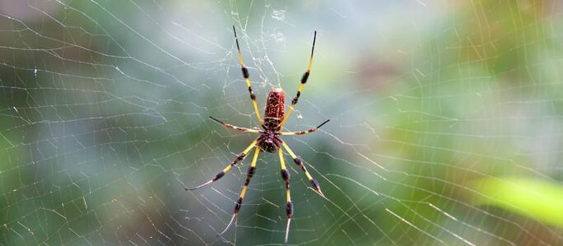Are Golden Silk Spiders in Florida Dangerous?