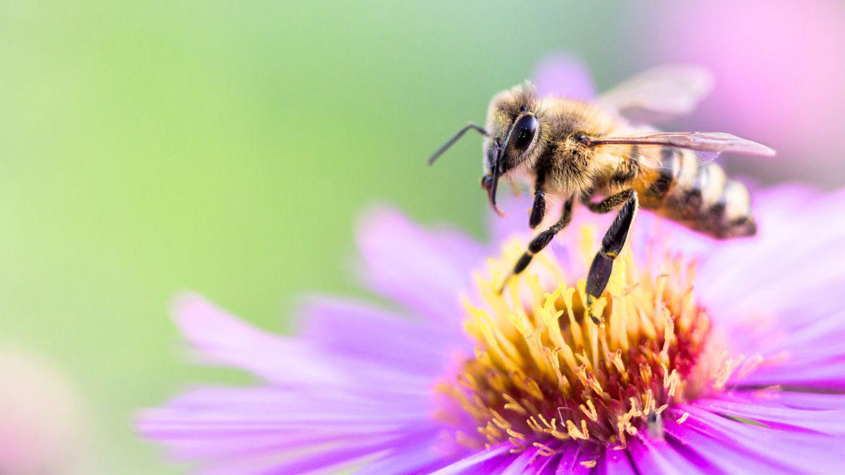 Is Spraying for Mosquitoes Bad?