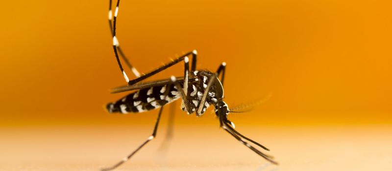 Are tiger mosquitoes in Tennessee?