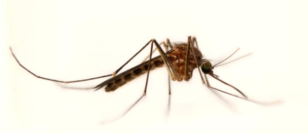 Is West Nile a Threat in Fort Worth TX?