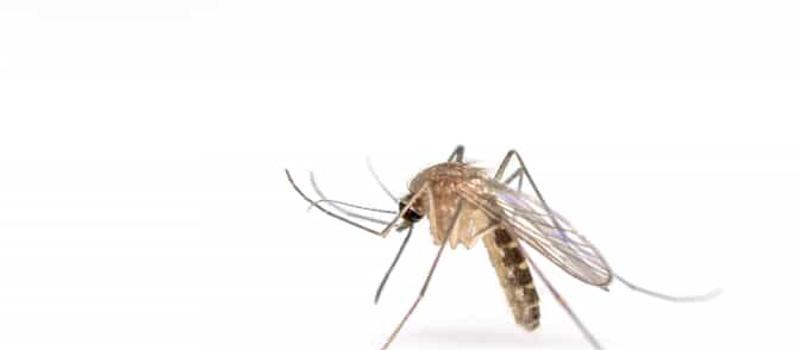 Is West Nile virus a threat in Florida?