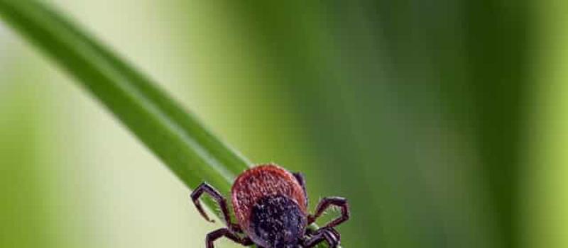 Do Ticks Die in the Winter?