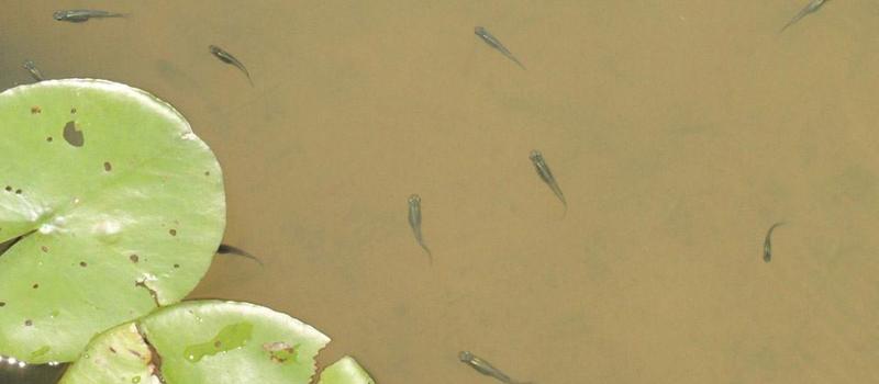 Tiny Fish Fighting the Zika Virus