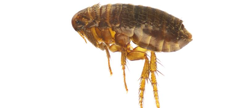 Are Fleas Dangerous to Humans?